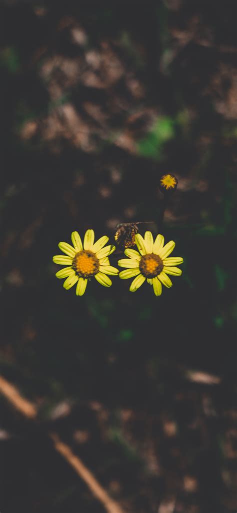 1242x2688 Resolution Flowers Couple Stem Iphone Xs Max Wallpaper