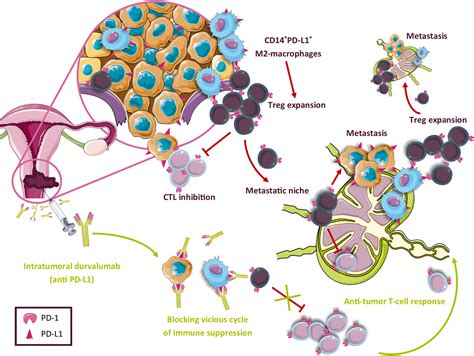 Draining Lymph Nodes Best Drain Photos Primagemorg