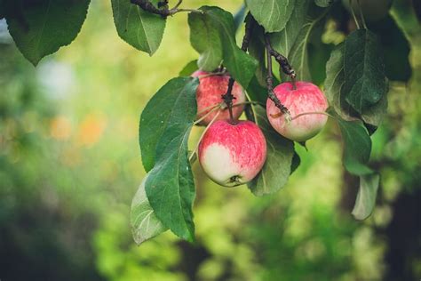 Free Download Apple Tree Apple Fruit Green Leaf Leaves Nature