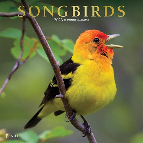 Songbirds 2023 Square Wall Calendar Plato Calendars