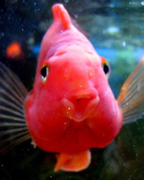 In rare instances, blood parrot cichlids can reach lengths of 10 inches. "Pucker Up and Kiss Me, Baby!" Red Parrot Cichlid (Explore ...