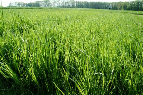 Forage And Turf Grasses Forage Legumes And Cover Crops Hahn And Karl