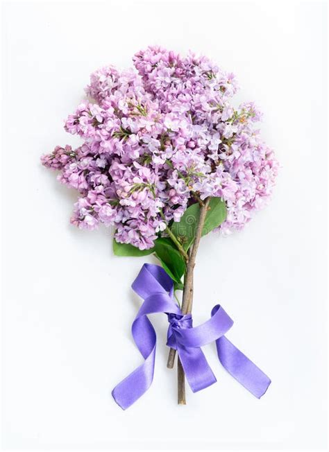 Fresh Lilac Flowers Stock Photo Image Of Flower Pastel 128780876
