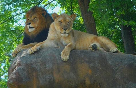 Birmingham Zoo Secures More Funding Toward Capital Campaign Goal