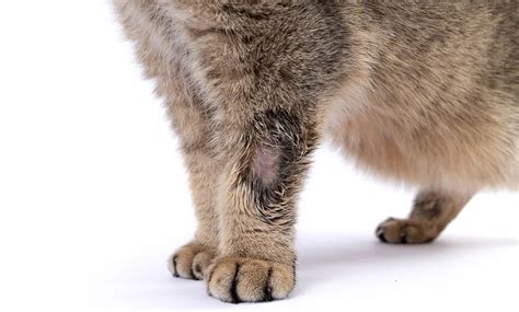 How Cats Get Ringworm And How To Prevent It Hepper