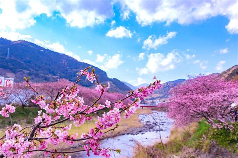 10 Best Cherry Blossom Spots In Japan Where To View Japans Cherry