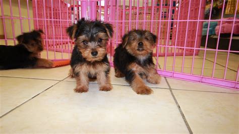 Welcoming home a dog is an exciting time filled with new challenges. Yorkshire Terrier, Yorkie, Puppies For Sale, In Nashville, Tennessee, TN, 19Breeders ...