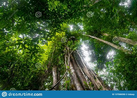 Trees In Tropical Rainforest Jungle Stock Photo Image Of