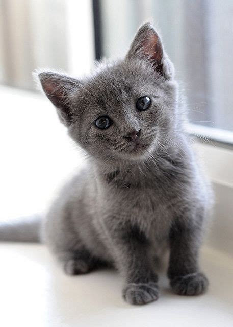 The Grey One Beautiful Cats Kittens Cutest Pretty Cats
