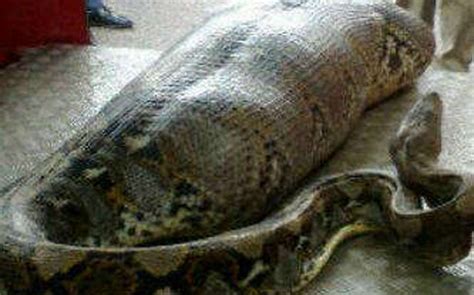 Daftar ular terbesar di dunia yang masih hidup; DesaTualang@Jenaris: Ular Sawa Raksaksa