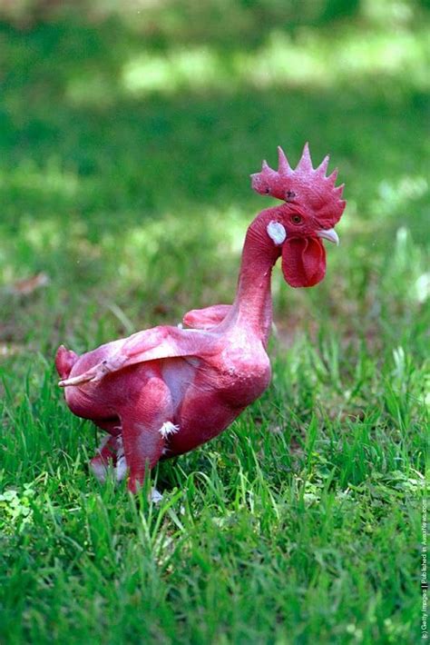 Featherless Chicken Genetically Modified Just Plain Out Not Cool Chicken Pictures