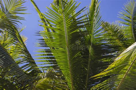 Green Palm Leaf On Blue Sky Background Sunny Tropical Garden Landscape
