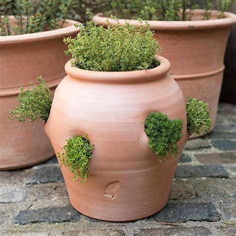Buy Terracotta Herb Potstrawberry Pot Delivery By Crocus