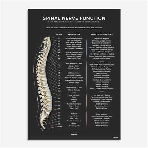 Spinal Nerve Chart Poster By Kirografiks