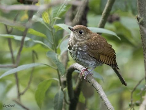 Russet Nightingale Thrush Catharus Occidentalis Juvenile Flickr