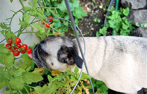 Either way, the best dog food is the one that puts your pet's health first. Can Dogs Eat Tomatoes? Tomato Pet Diet Risks and Benefits ...