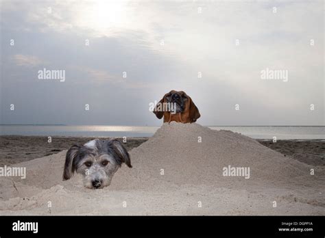 Two Dogs Buried Up To Their Heads In The Sand Langeoog Island Lower