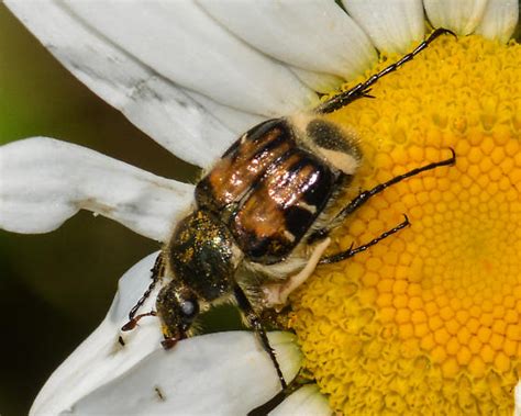 Flower Chafer Beetle Trichiotinus Affinis Bugguidenet