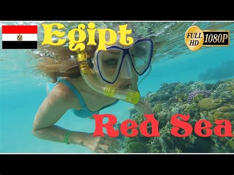 snorkeling in egypt aquatic videos
