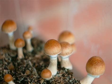 How To Properly Store Magic Mushroom Spores For Maximum Viability