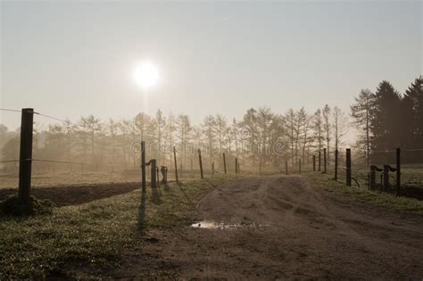 Backlit Pastures Stock Image Image Of Tree Mist Morning 39972663