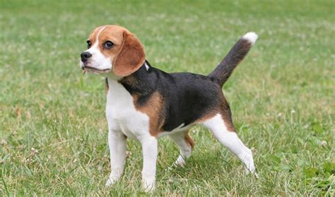 Beagle Breed Information