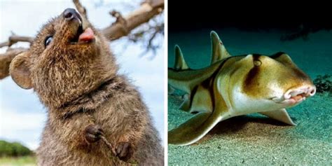 Here Are 40 Adorable Scary And Weird Australian Animals I Gathered