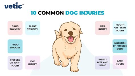Common Injuries In Dogs And Pups That Can Happen At Home
