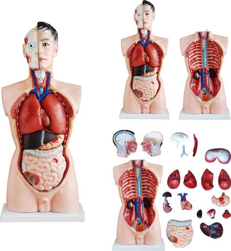 Het Menselijk Lichaam Anatomie Model Torso Met Organen Delig Cm Bol Com