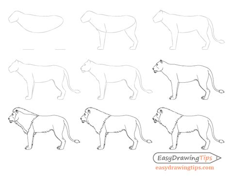 How To Draw A Lion Full Body Step By Step Easydrawingtips
