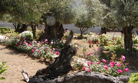 Continuing Down The Mount Of Olives Garden Of Gethsemane Israelink