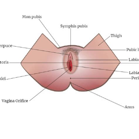 Showing The Cross Sectional Area Of The Female External Reproductive