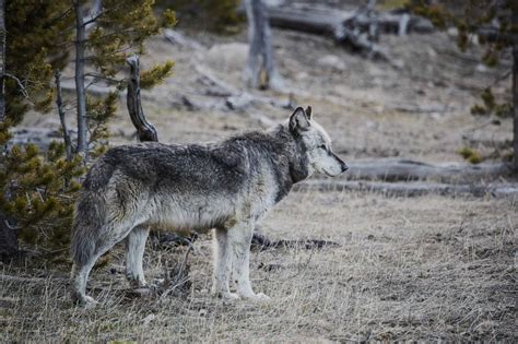 Grey Wolves Infected With This Parasite Are More Likely To Become Pack