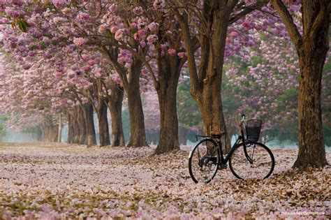Wallpaper Nature Bicycle Grass Morning Cherry Blossom Spring