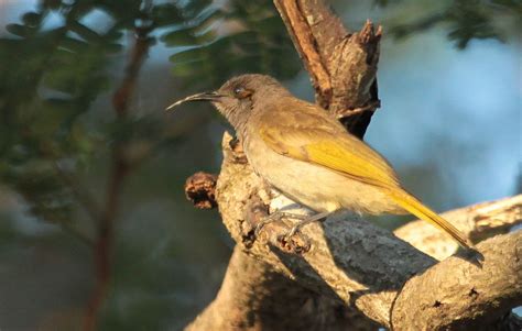 Richard Warings Birds Of Australia Honeyeaters From The