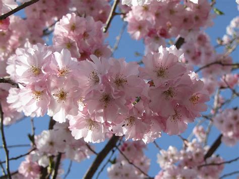 Pink Flowering Cherry Prunus Accolade Chew Valley Trees