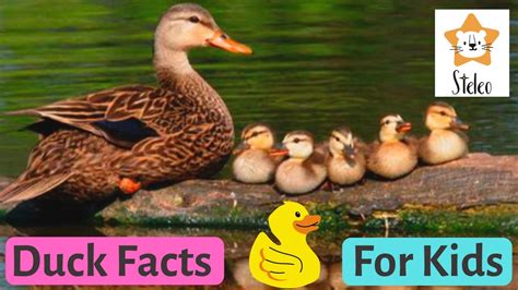 Ducks For Kids 15 Duck Facts For Kids And Toddlers You Didnt Know