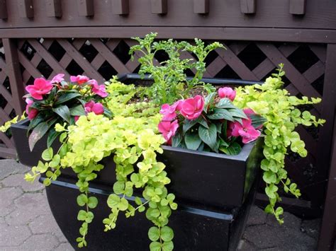 Potted Creeping Jenny Plants How To Grow Creeping Jenny In A Container