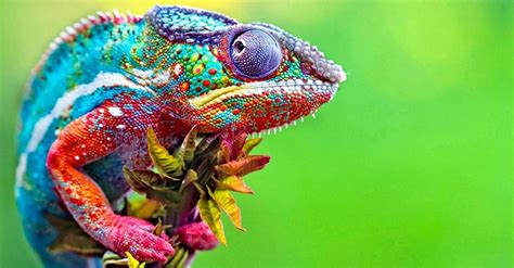 10 Mind Blowing Chameleon Facts Imp World