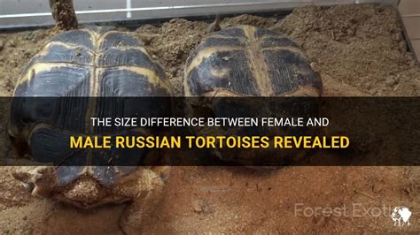 The Size Difference Between Female And Male Russian Tortoises Revealed