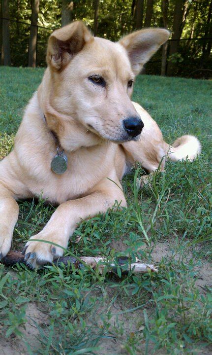 Carolina Dog Wikipedia