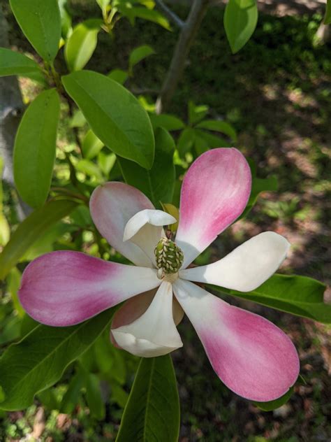 Sonoma Botanical Garden’s rare magnolias now in peak bloom - The Sonoma