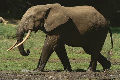 Side View Of An Adult Forest Elephant Photograph By