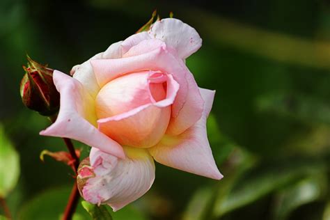 Banco De Imagens Flor Plantar Flor Pétala Verão Botânica Rosa