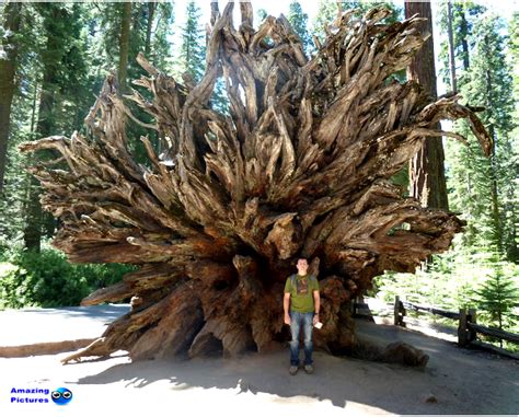 Strangest Trees In The World 8 Pictures Amazing Pictures