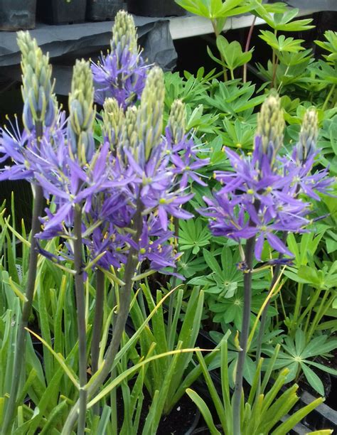 5 Camassia Cusickii Bulbs Ebay Spring Flowering Bulbs Planting