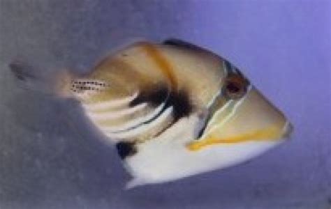 Humu Rectangle Triggerfish Triggerfish Rhinecanthus Rectangulus