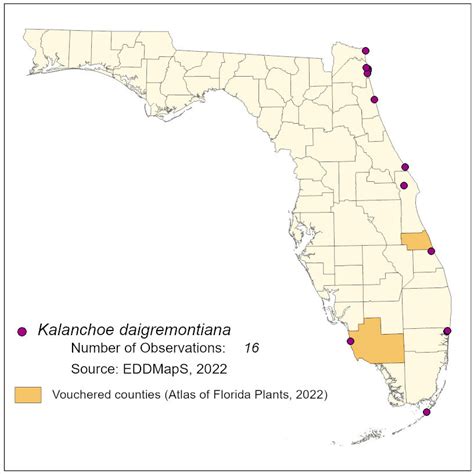 Kalanchoe Daigremontiana Florida Natural Areas Inventory
