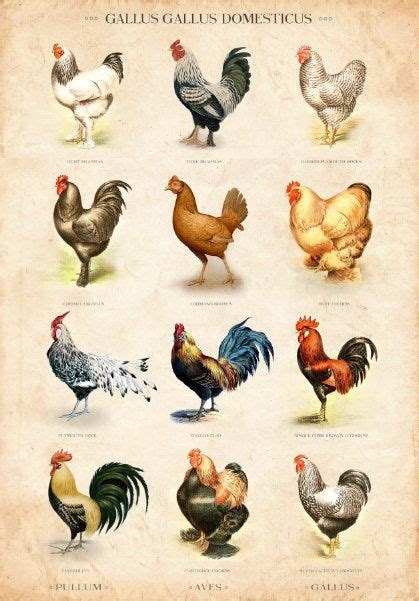Vintage Chicken Breed Chart Limited Edition Art Print Chicken Breeds