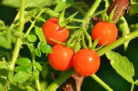 They are closer genetically to wild tomatoes than beefsteak varieties. Cherry Tomatoes Have Surprising Israeli Roots | The Nosher